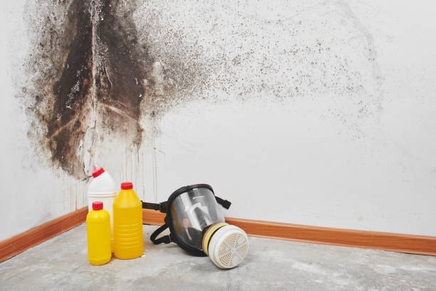Best Certified Mold Removal  in Waite Park, MN