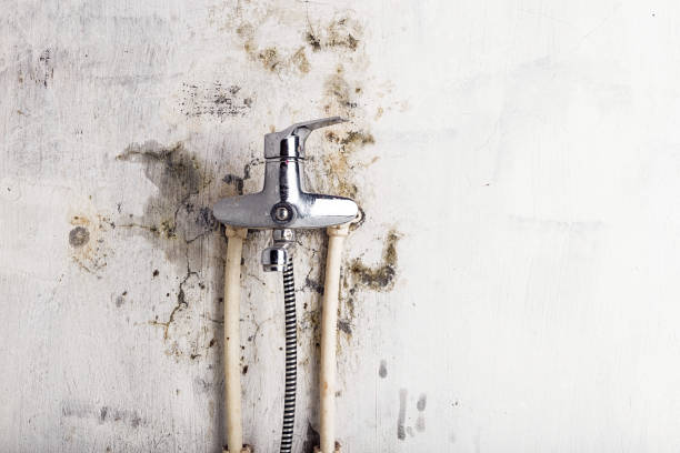 Best Professional Mold Removal  in Waite Park, MN