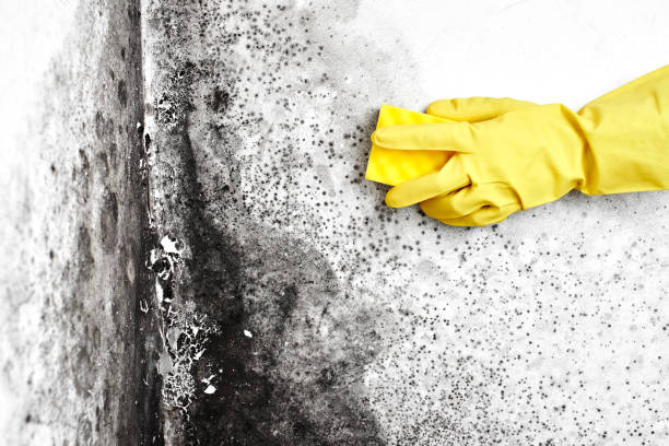 Best Mold Removal Company Near Me  in Waite Park, MN