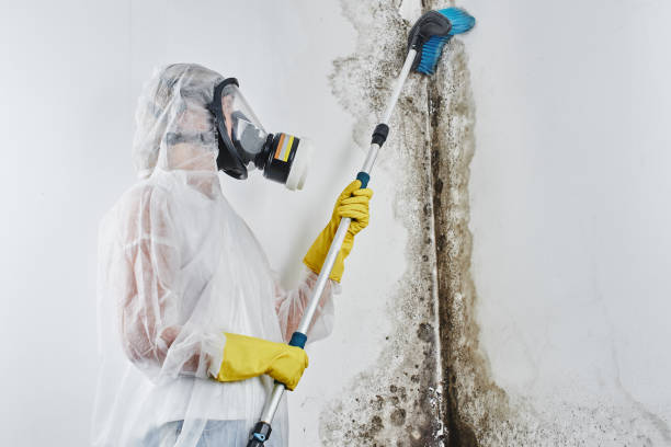 Best Mold Removal Specialists  in Waite Park, MN