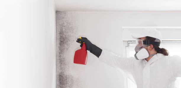Best Mold Testing  in Waite Park, MN
