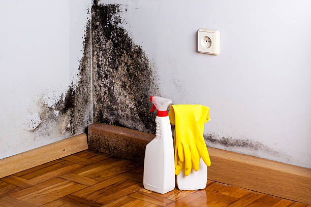 Best Mold Cleaning Services  in Waite Park, MN