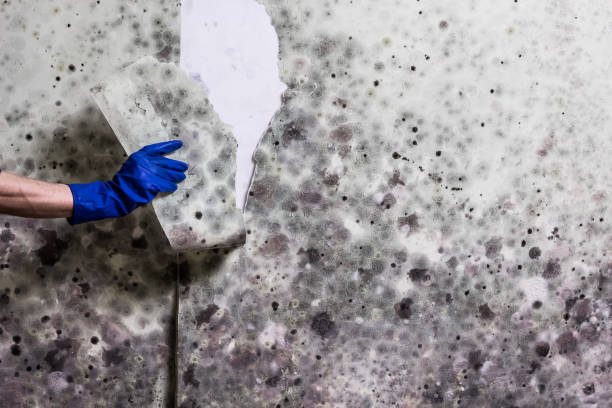 Best Local Mold Removal Service  in Waite Park, MN