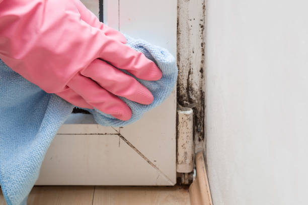 Best Toxic Mold Removal  in Waite Park, MN